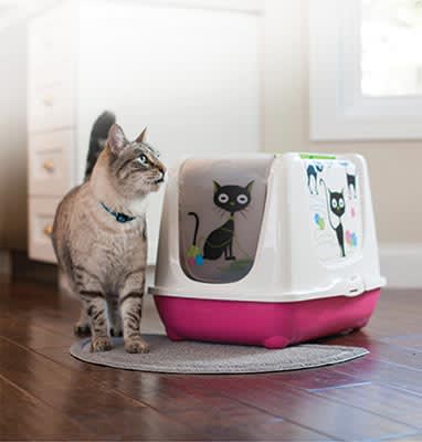 cat not using litter box all of a sudden