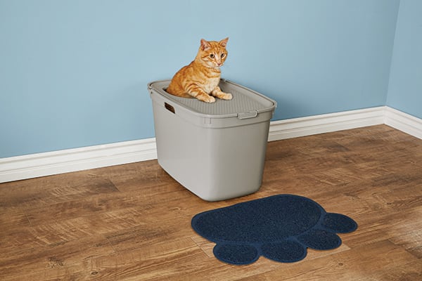 Choosing a New Litter Box for a Cat or a Kitten