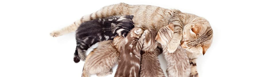 Newborn kittens nursing 