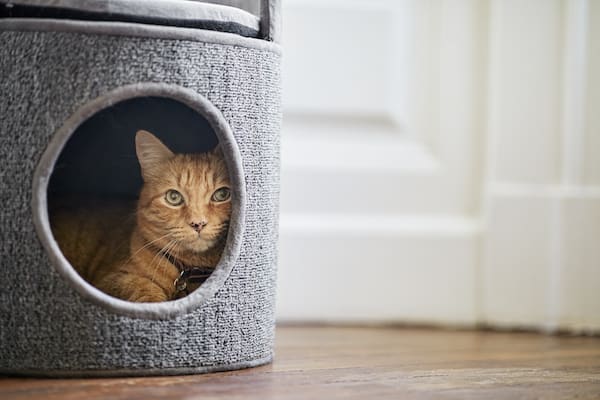 Causes And Remedies To Help Cats With Itchy Skin Petco