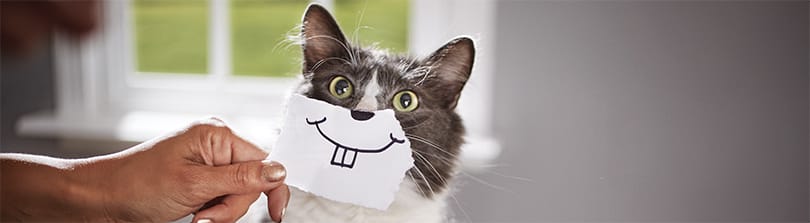 petco cat toothbrush