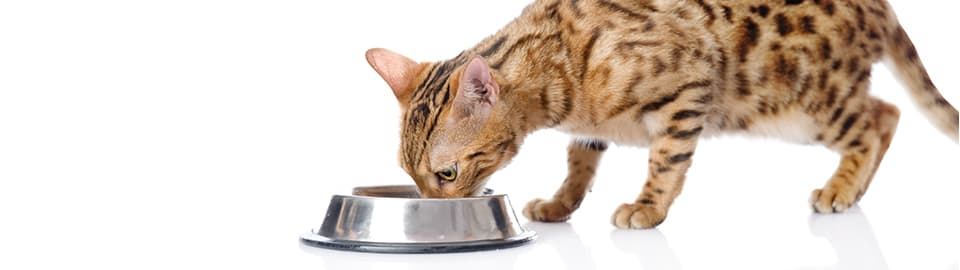 Cat Eating Kibble from Bowl
