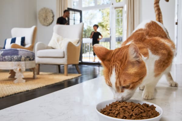 What to Feed a Cat with Urinary Problems Petco