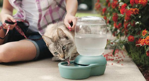 Homemade frozen shop cat treats