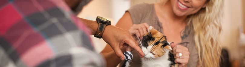 Cat Foster Care Essentials Petco