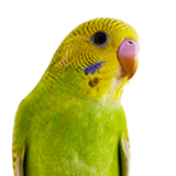 petco bird