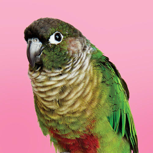 petco bird