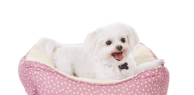 puppy beds for small dogs