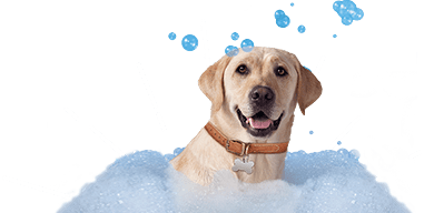 Pet Care | Petco