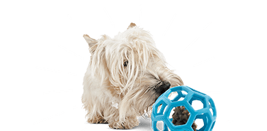 Pet Toys: Interactive Games, Puzzles 