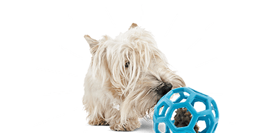 petco puzzle toys