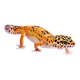 leopard gecko cost petco