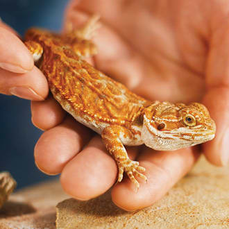 Reptile Store Supplies Accessories Products Petco