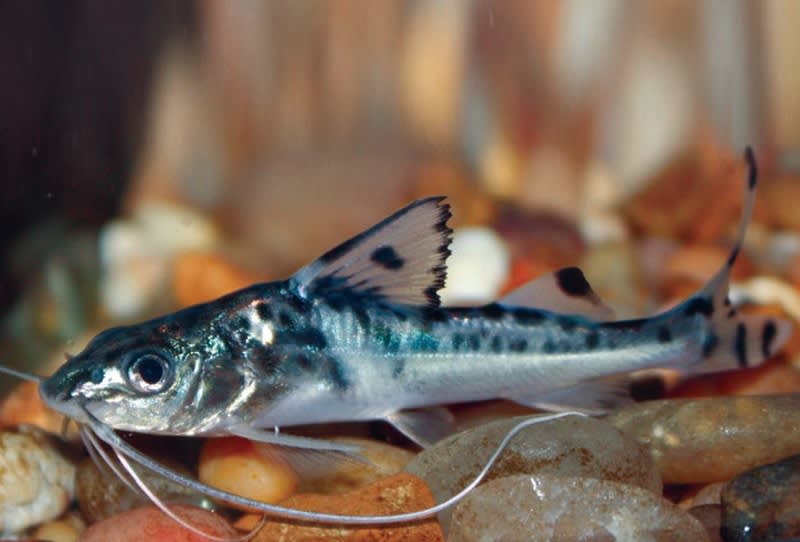 aquarium catfish