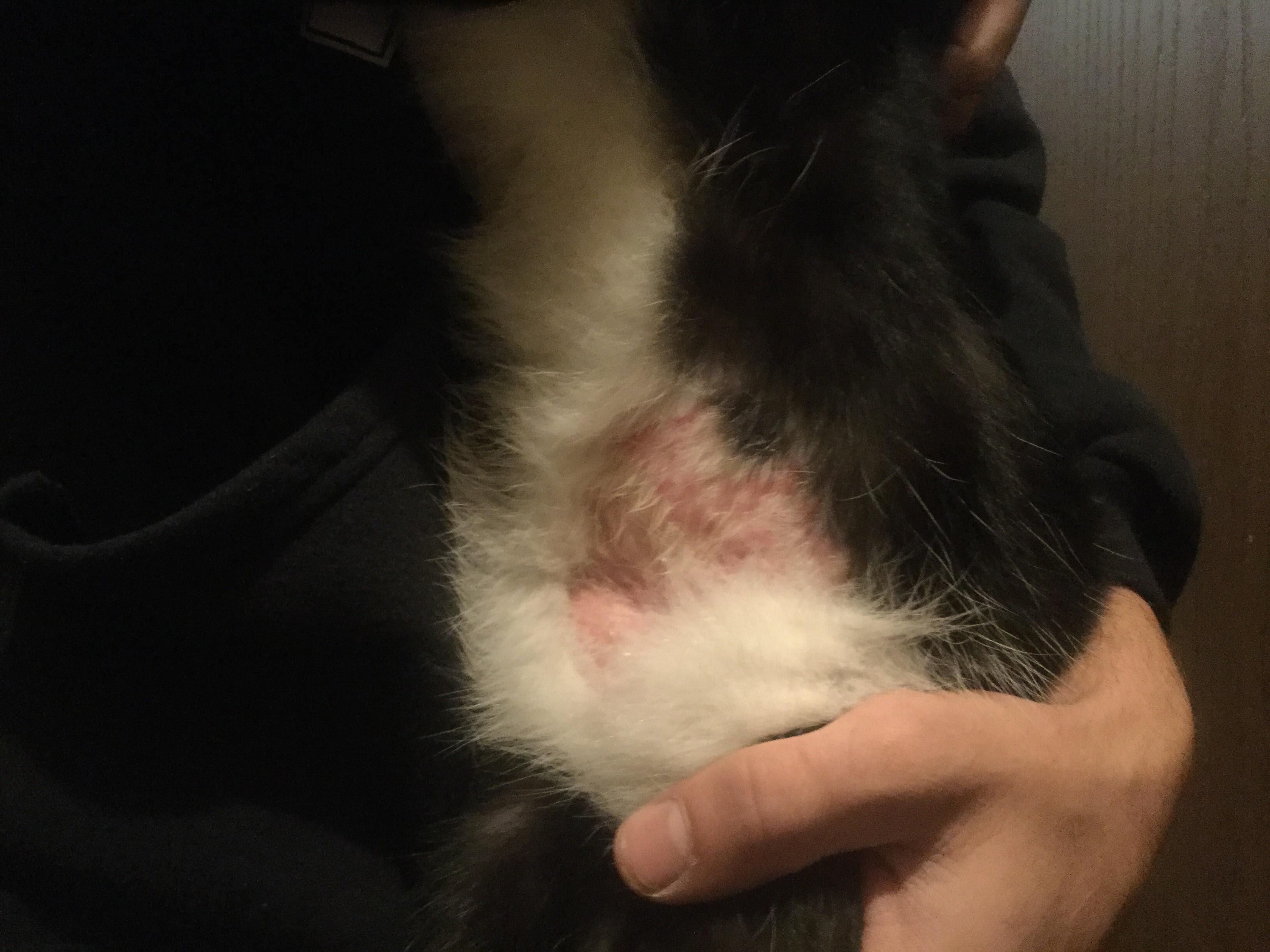 My Cat Licks His Stomach Bald: What's Wrong & How to Help | Petco