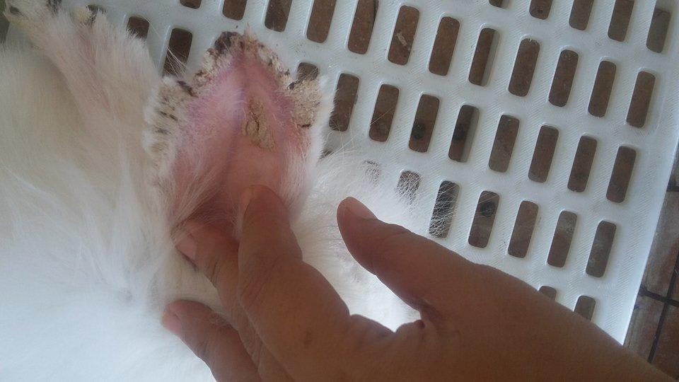 Why are my rabbit's ears and feet cracking? Mites or scabies? | Petco