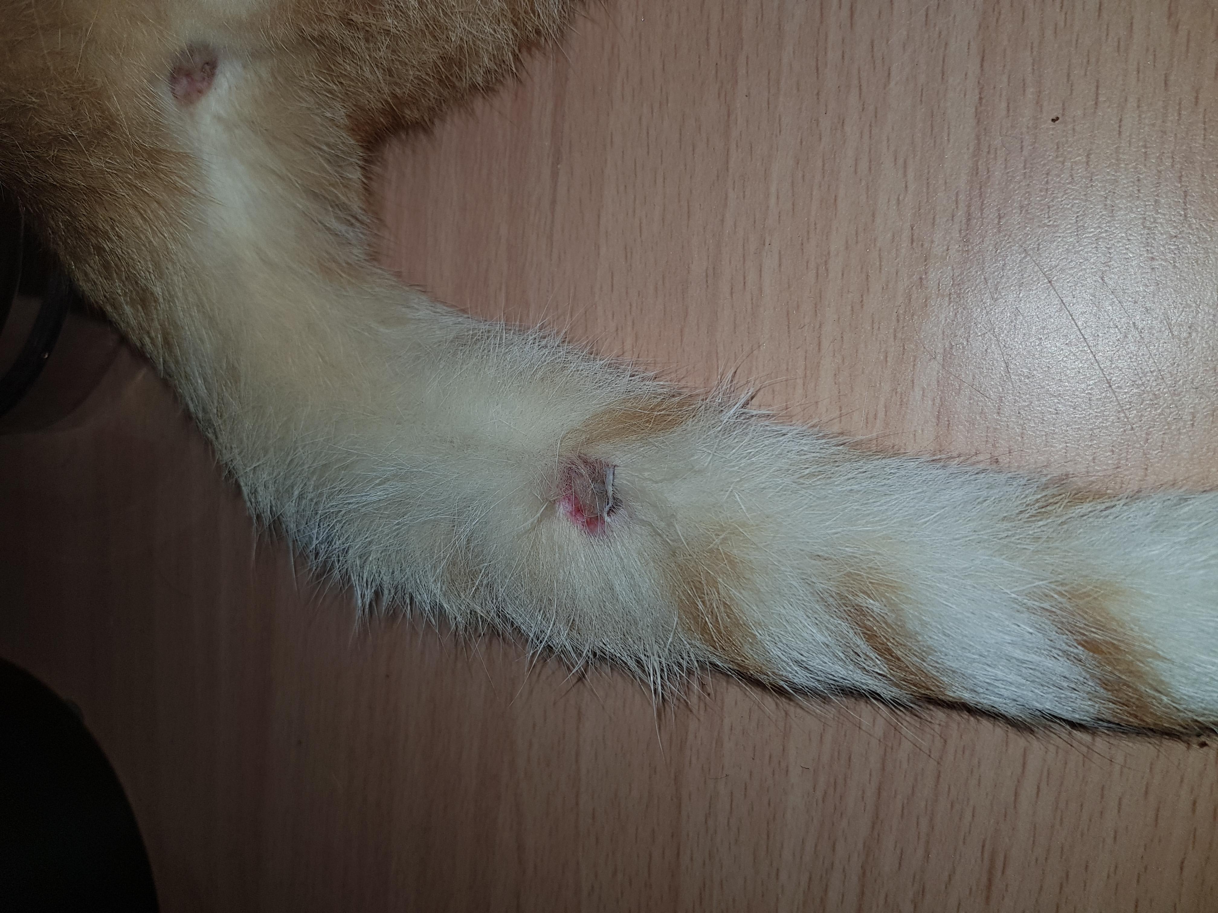 My Cat Has a Cut on His Tail: How to Clean & Care for It | Petco