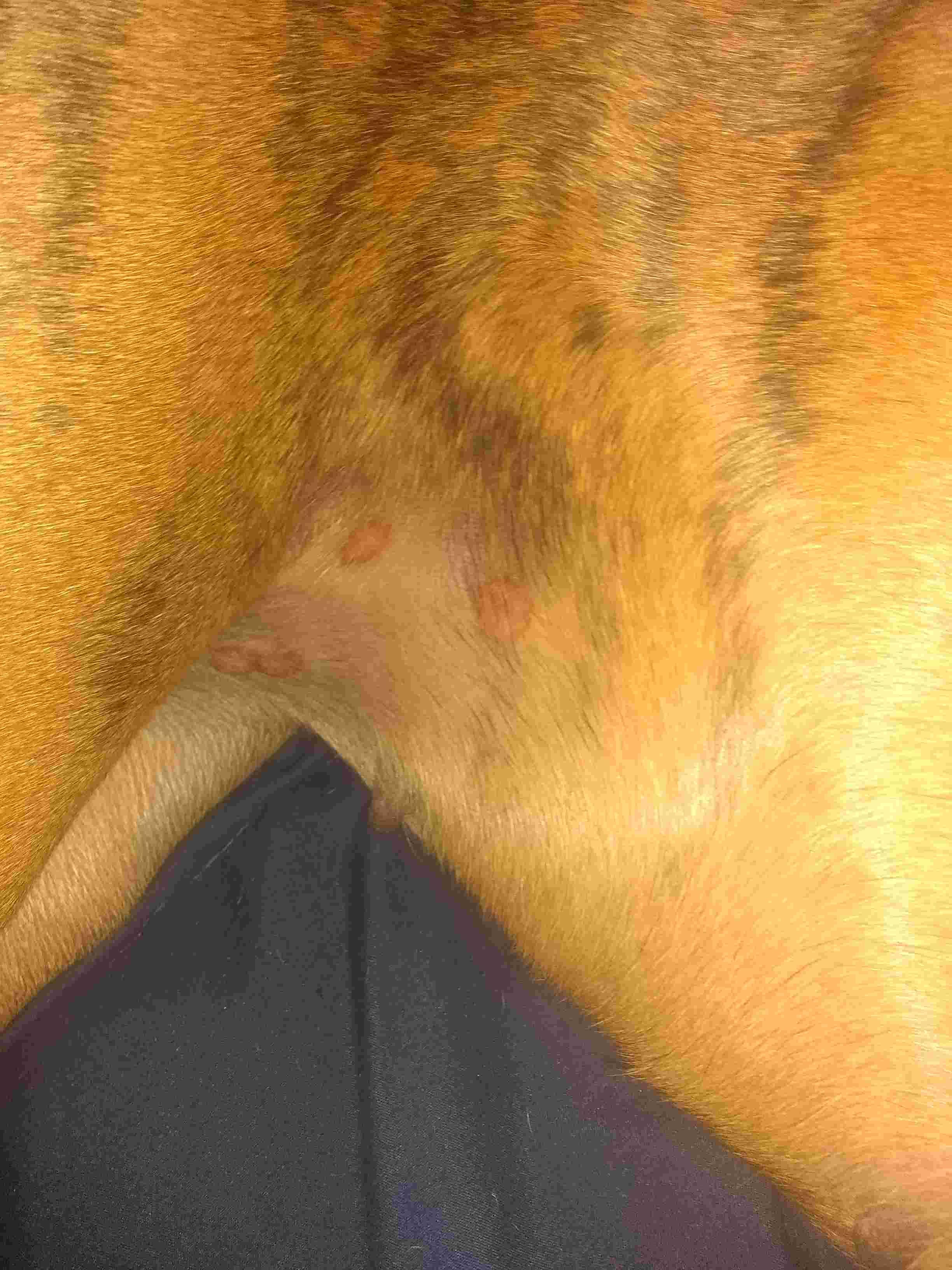 My Dog Has Red Bumps on Her Back Legs. What Should I Do? | Petco