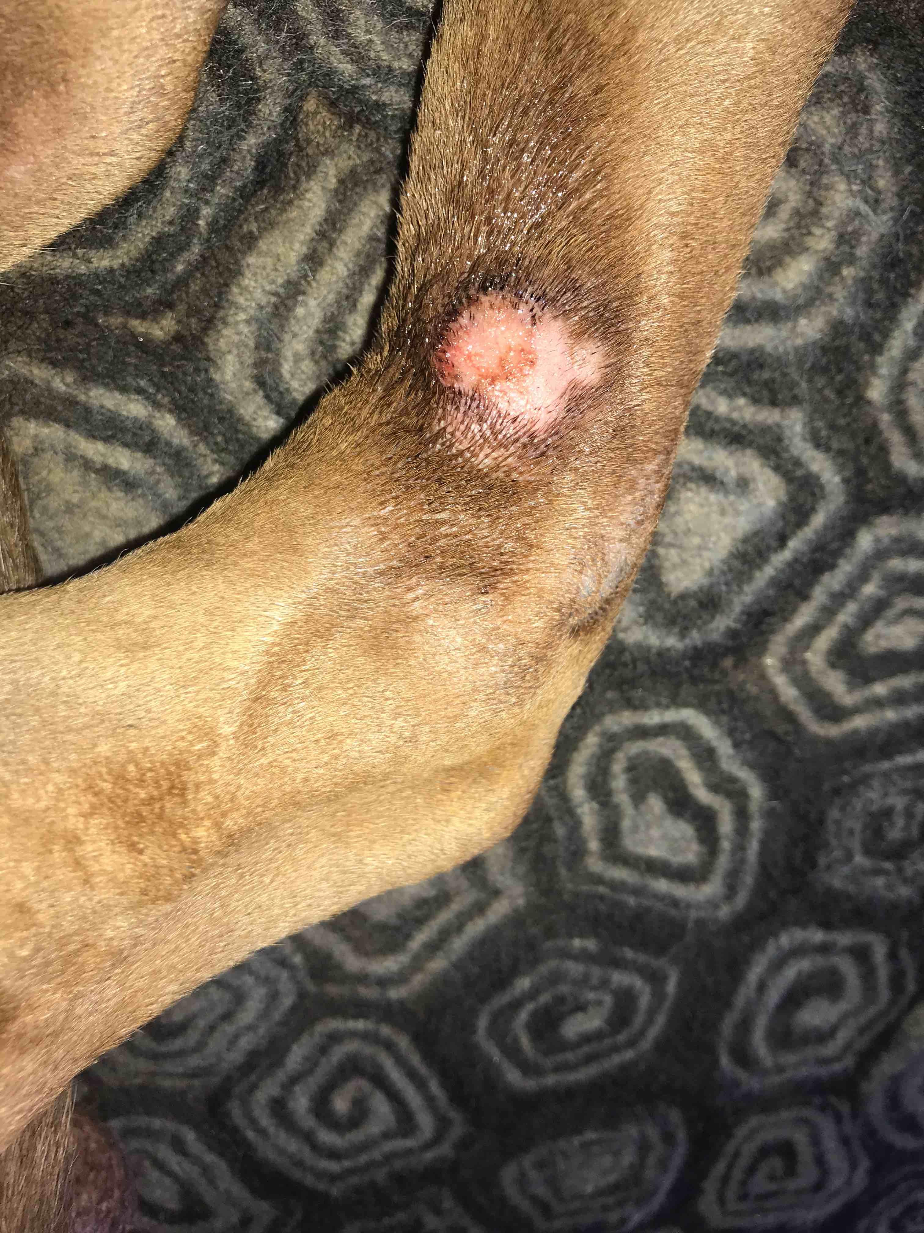 My Dog's Leg Sore Won't Heal: Is Licking the Cause? What to Do | Petco