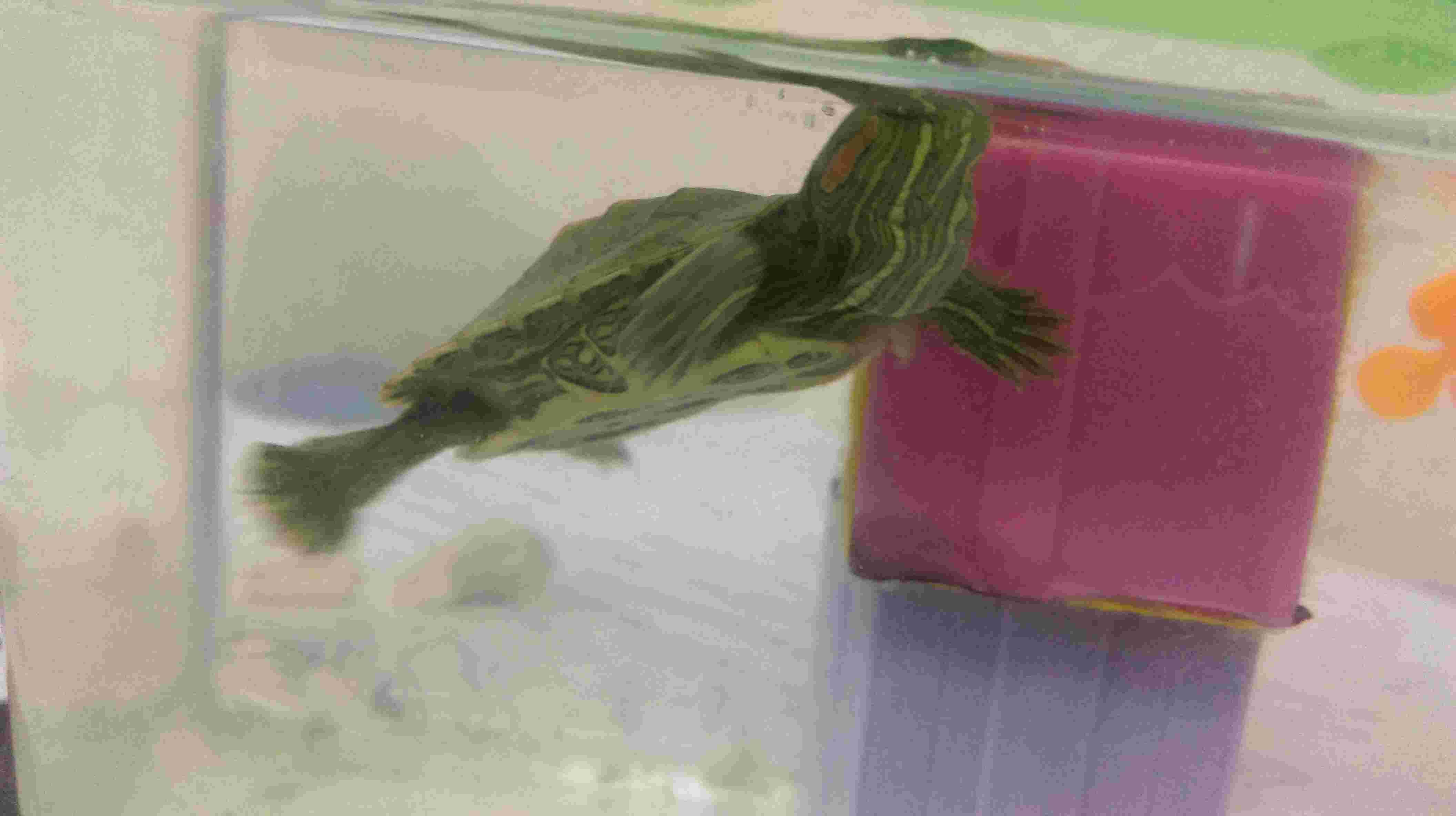 Why Does Your Turtle Have Bumps on Its Shell? Is It Pyramiding? | Petco