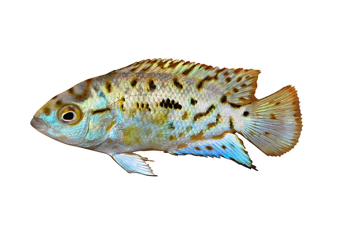 Blood Parrot Cichlid