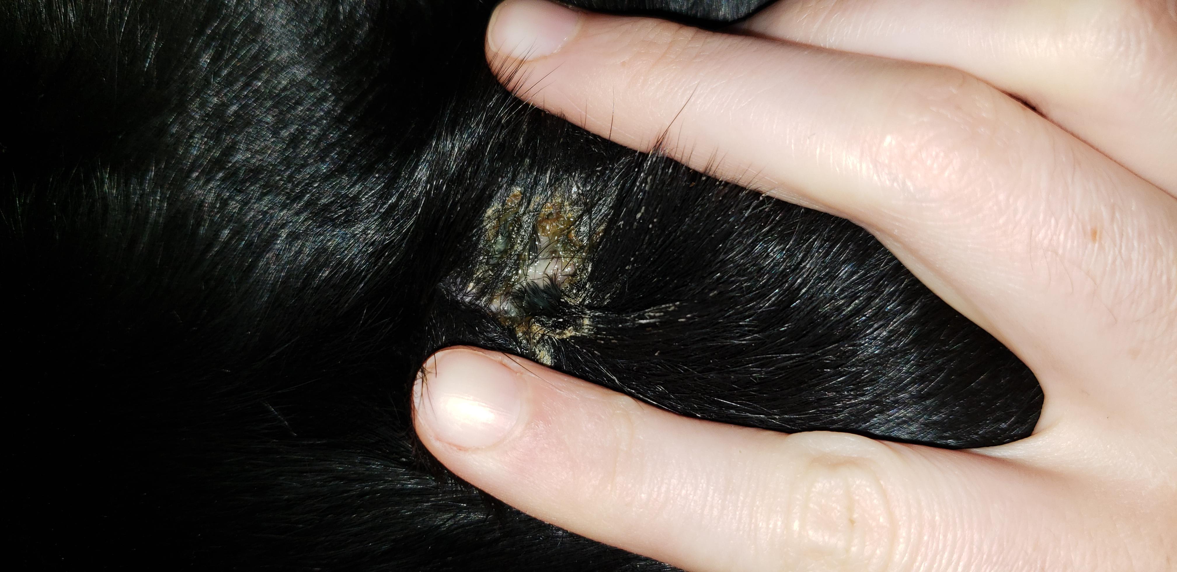 Why is my puppy's ear spot oozing yellow fluid and crusting? | Petco