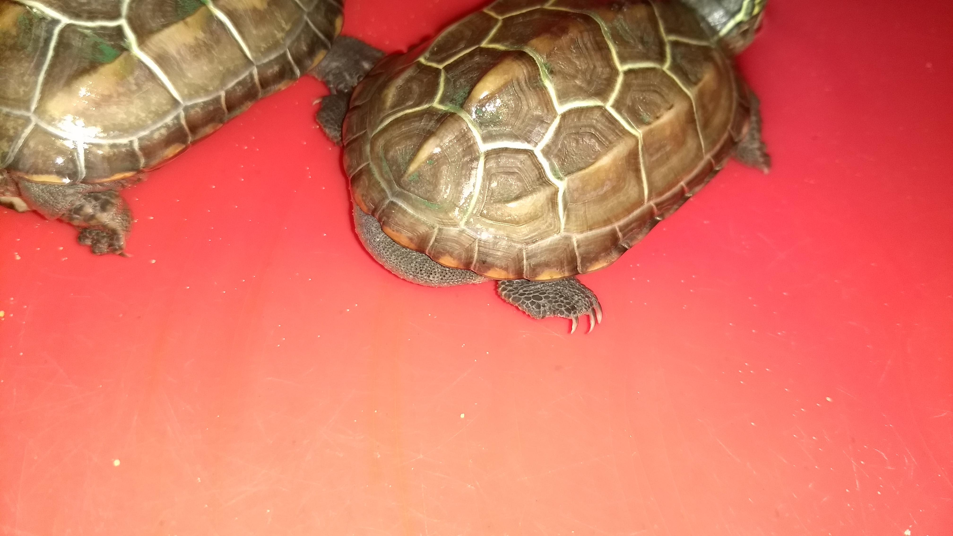 Why is my snapping turtle not eating & has a white tail spot? | Petco