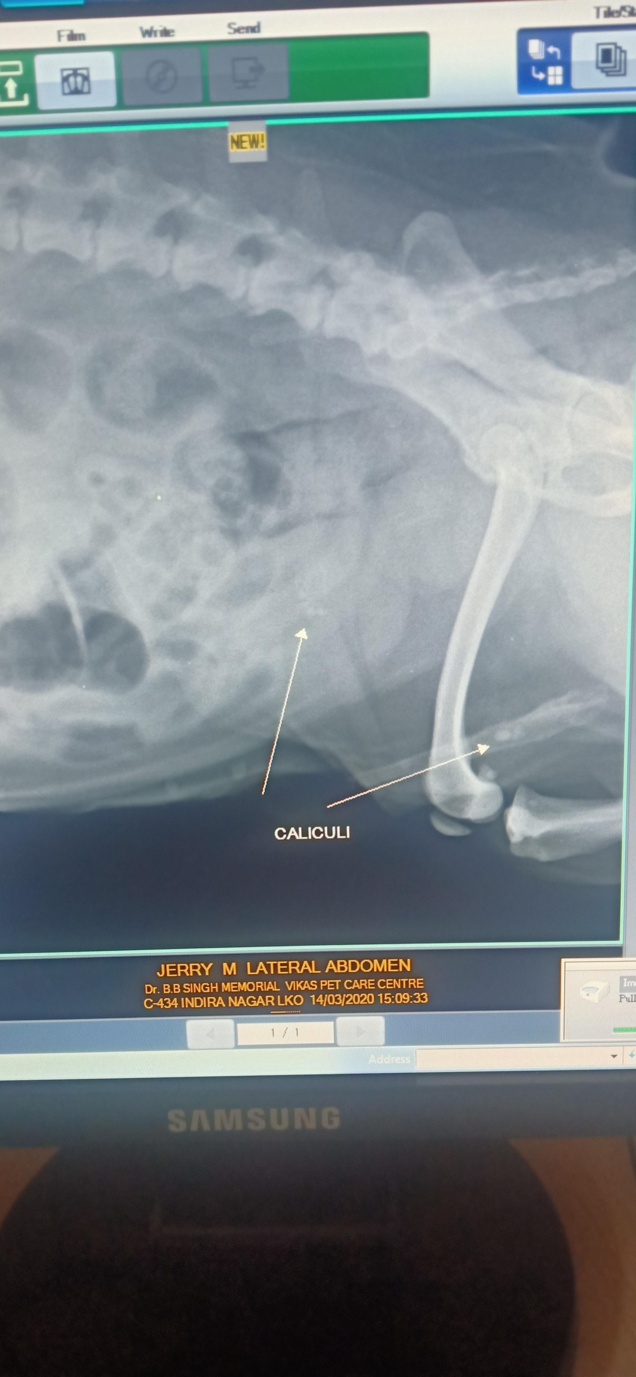 My pug pees drops. Is it bladder stones, a tumor, or other issues? | Petco
