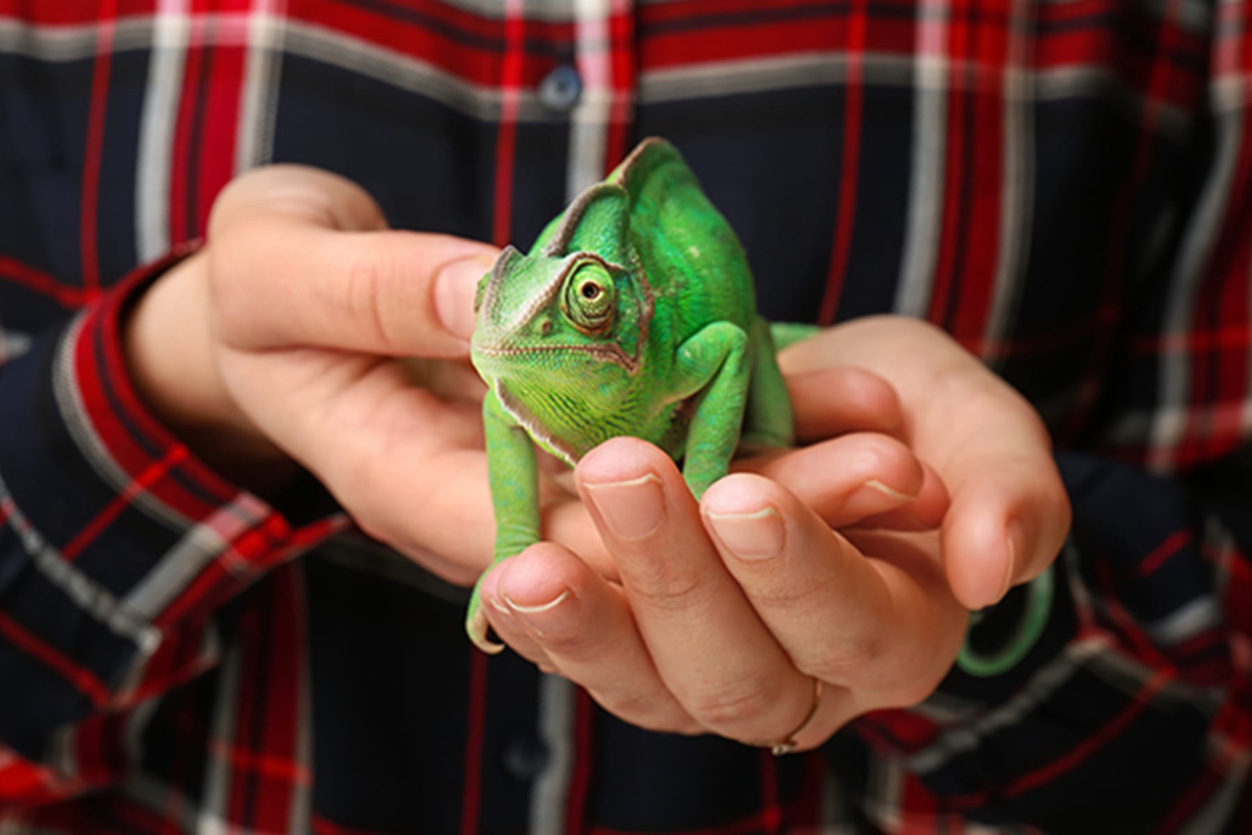 Chameleon being held in a hand