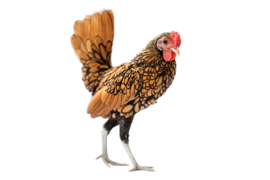 Petco chicken on sale