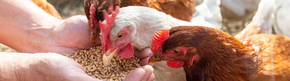 Can chickens eat outlet guinea pig food