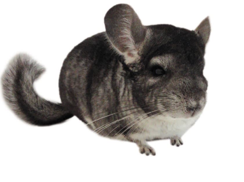 Chinchilla Care \u0026 Facts: How to Take 