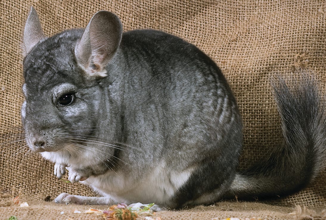 Chinchilla (Chinchilla lanigera)