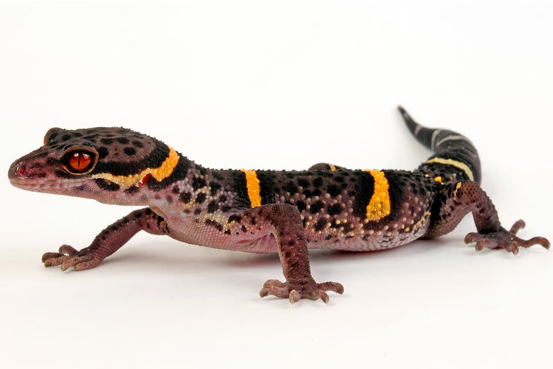 Chinese Cave Gecko (Goniurosaurus hainanensis)