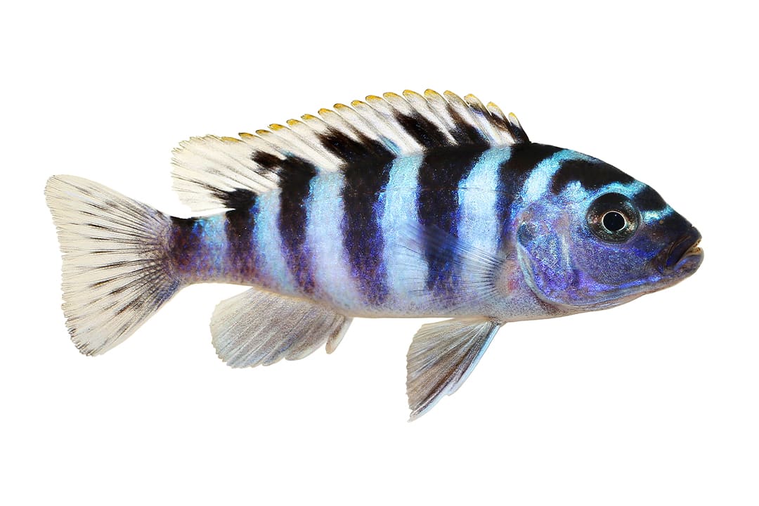 Blood Parrot Cichlid