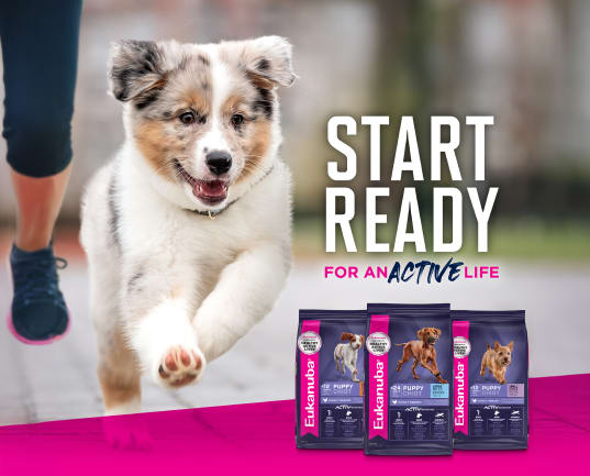 A cute puppy running with the message, Start Ready for an Active life.