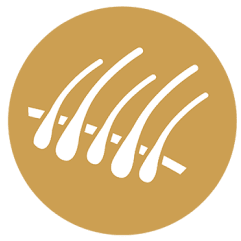 Icon of hair follicles