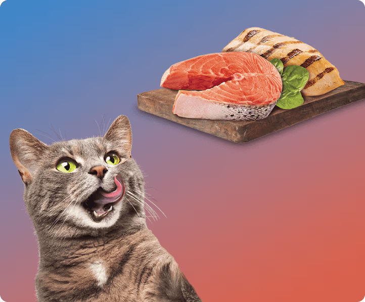 A grey cat licking their whiskers while looking up at a piece of salmon and chicken.