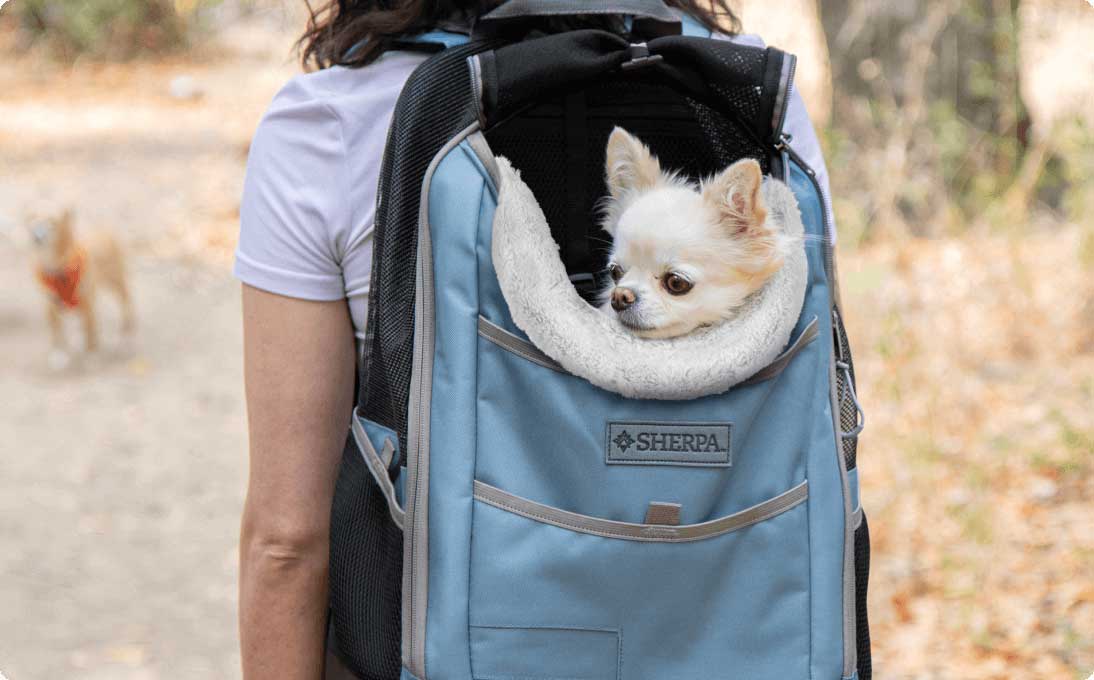 Chihuahua in Sherpa carrier backpack