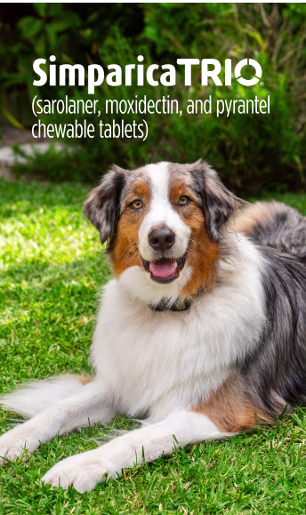 R X badge. Dog running through hoop.