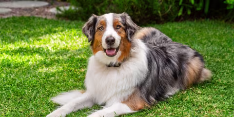 R X badge. Dog running through hoop.
