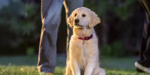 R X badge. Dog running through hoop.