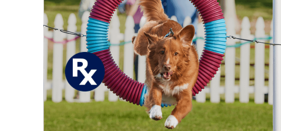 R X badge. Dog running through hoop.