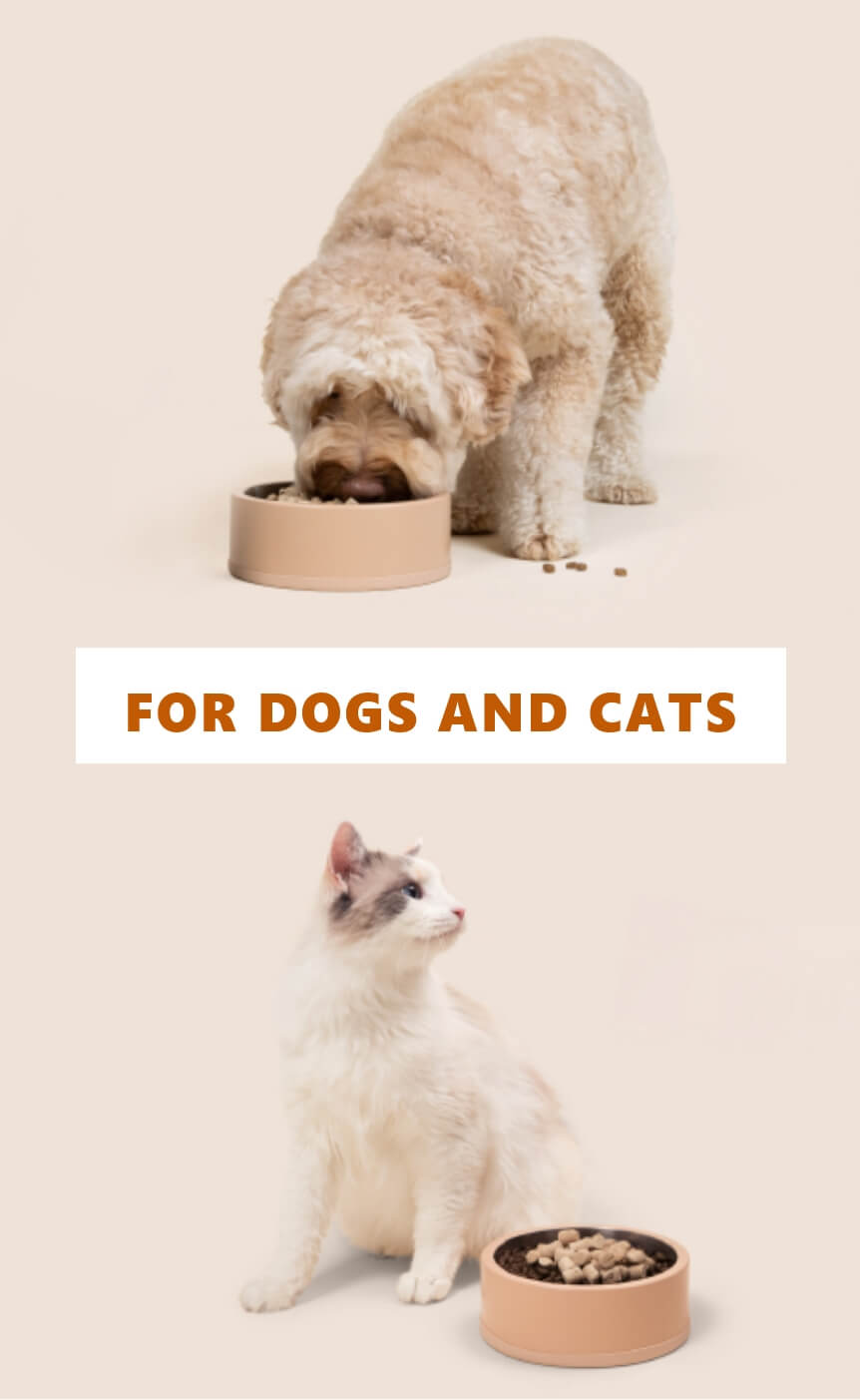 A dog eating out of their bowl above a cat next to their bowl