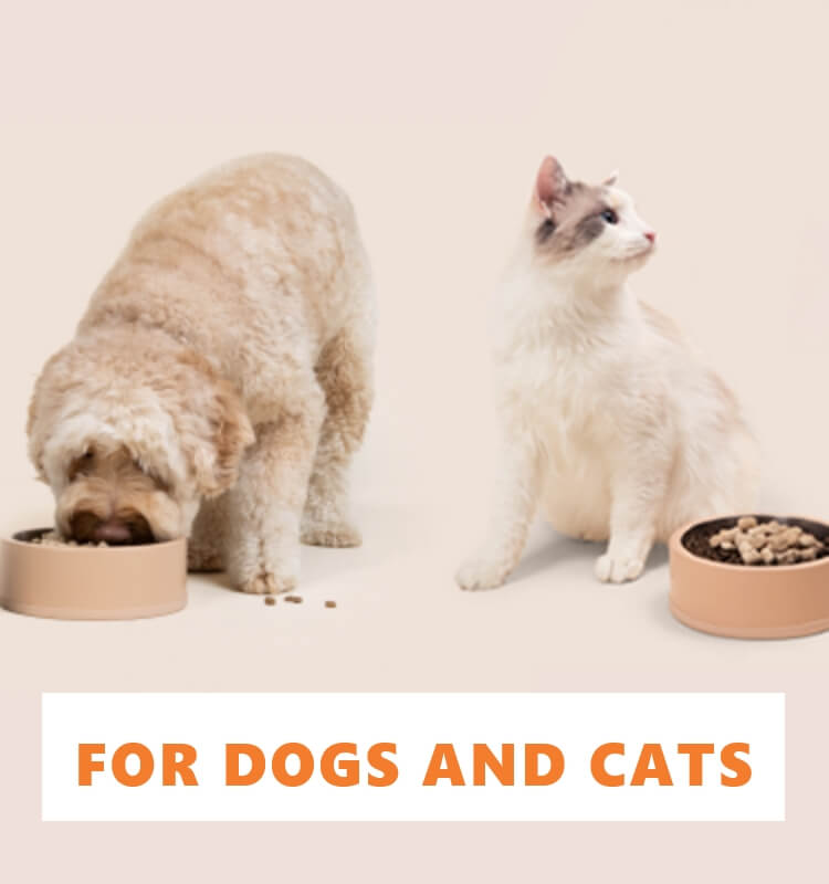 A dog eating out of their bowl above a cat next to their bowl