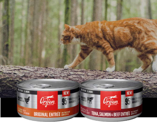 Image of a cat walking across a tree. Pack shots of Orijen wet cat food.