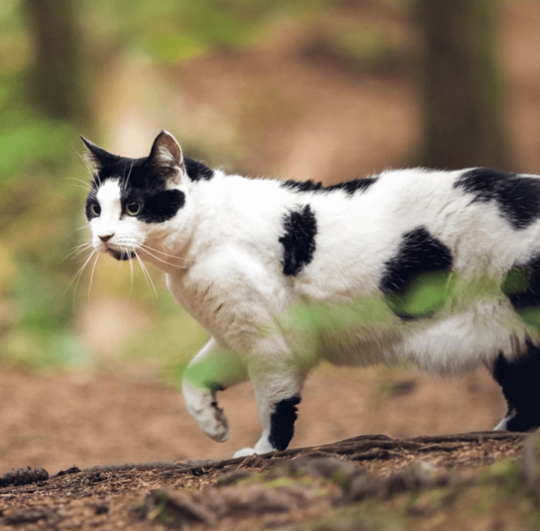A cat walking through the woods.
