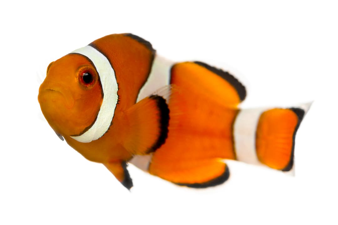 Clownfish aquarium sale