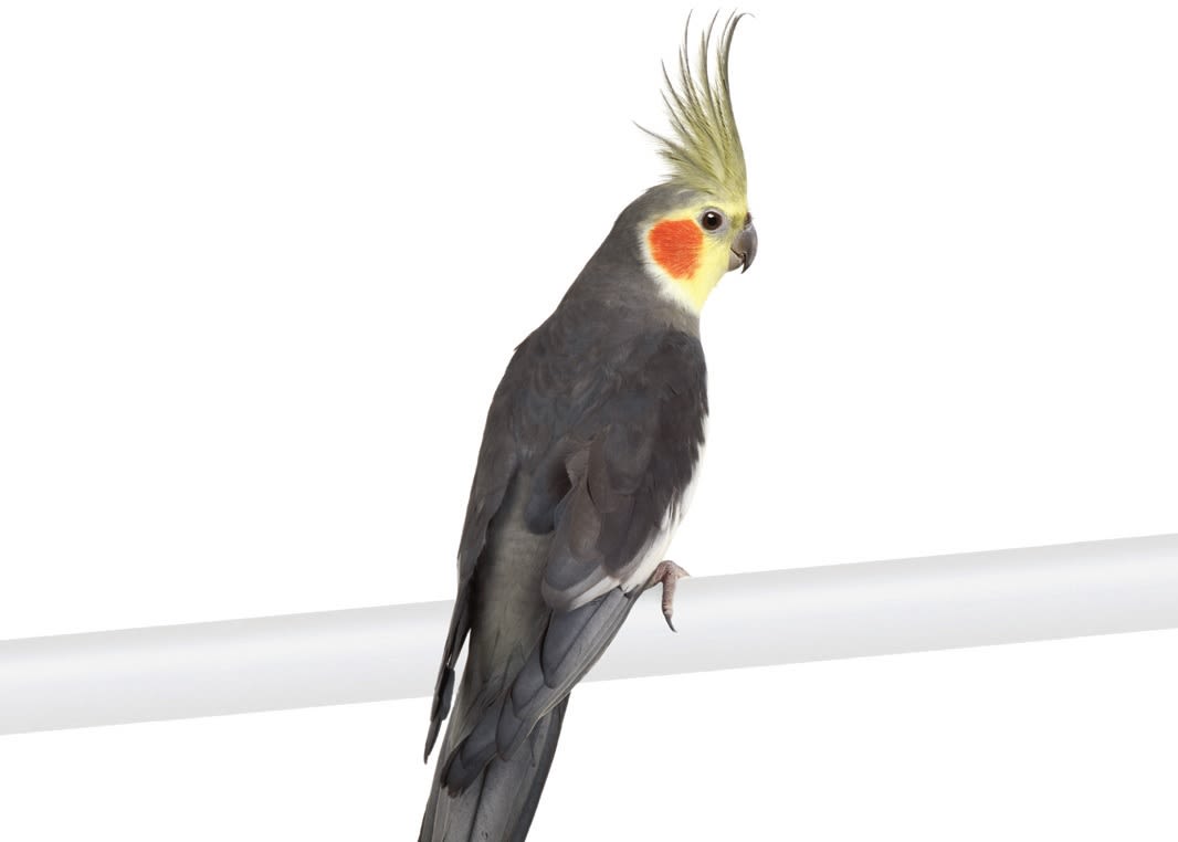 cockatiel black