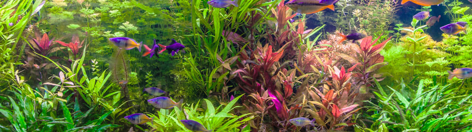 Is Your Fish Tank Ammonia High? Causes, Dangers & Removal Guide